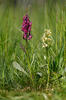 Dactylorhiza sambucina