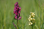 Dactylorhiza sambucina