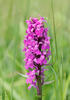 Dactylorhize de mai - Orchis à larges feuilles