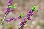 Daphne mezereum