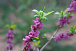 Daphne mezereum