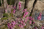 Daphne mezereum