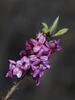 Daphne mezereum