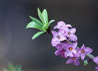 Daphne mezereum