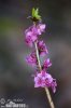 Daphne mezereum