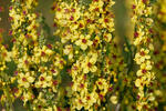 Dark Mullein