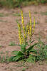 Dark Mullein