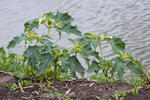 Datura stramonium