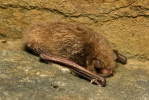 Daubenton's Bat