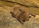 Daubenton's Bat