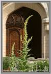 Dense-Flowered Mullein