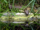 Dice Snake Tessellated