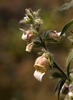 Digitalis lanata