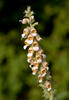 Digitalis lanata