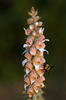 Digitalis lanata