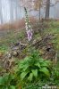 Digitalis purpurea