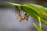 Dolomedes fimbriatus