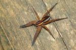 Dolomedes fimbriatus