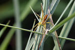 Dolomedes fimbriatus