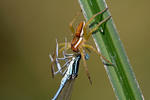 Dolomedes fimbriatus