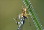 Dolomedes fimbriatus