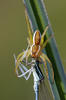 Dolomedes fimbriatus