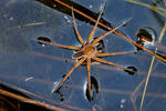Dolomedes fimbriatus