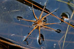 Dolomedes fimbriatus