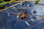 Dolomedes fimbriatus