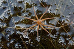 Dolomedes fimbriatus