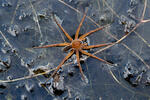 Dolomedes fimbriatus