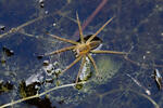 Dolomedes fimbriatus