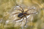 Dolomedes fimbriatus