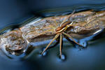 Dolomedes fimbriatus