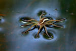 Dolomedes fimbriatus