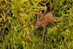 Dolomedes plantarius