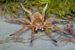 Dolomedes plantarius