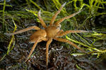 Dolomedes plantarius