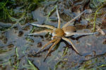 Dolomedes plantarius