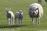 Domaća ovca