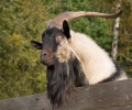 Domača koza