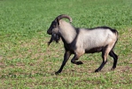 Domača koza