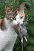 Domestic Cat
