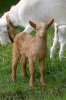 Domestic Goat