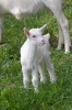 Domestic Goat