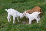 Domestic Goat