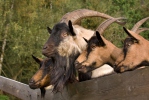 Domestic Goat