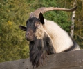 Domestic Goat