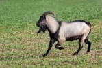 Domestic Goat