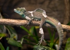 Double-crested Basilisk